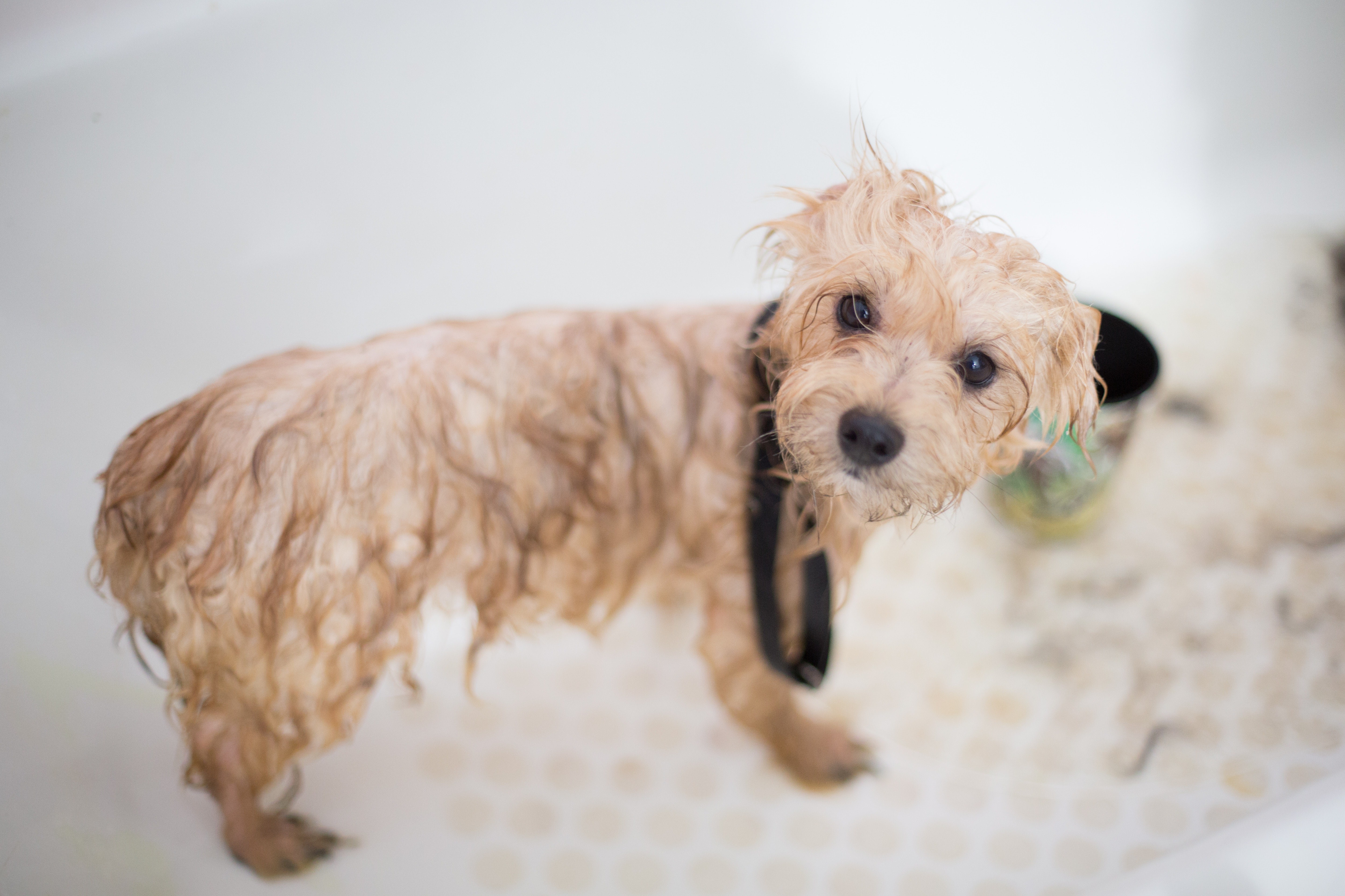 dog with wet fur having a bath in Merced CA