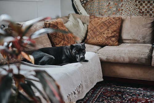 dog on blanket lying on a couch in Merced CA