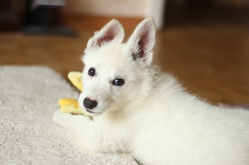 white dog relaxing on white carpet in Merced CA